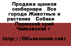 Продажа щенков сенбернара - Все города Животные и растения » Собаки   . Пермский край,Чайковский г.